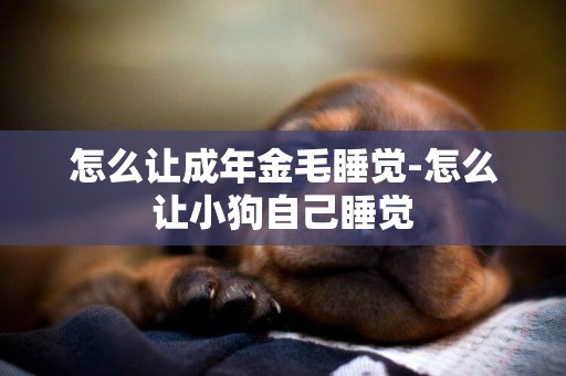 怎么讓成年金毛睡覺-怎么讓小狗自己睡覺