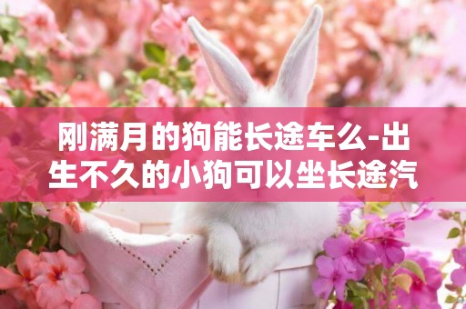 剛滿月的狗能長途車么-出生不久的小狗可以坐長途汽車么