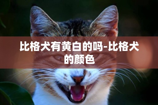 比格犬有黃白的嗎-比格犬的顏色