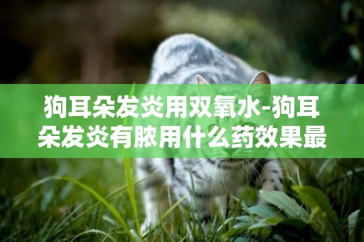 狗耳朵發炎用雙氧水-狗耳朵發炎有膿用什么藥效果最好