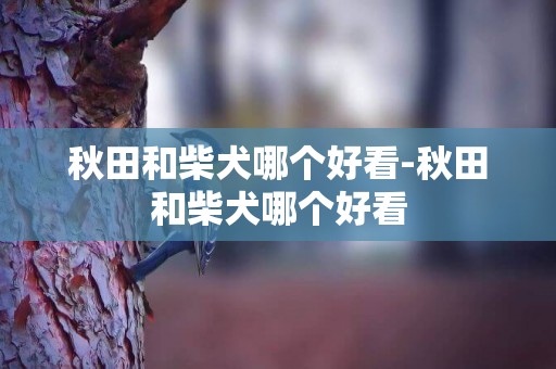 秋田和柴犬哪個好看-秋田和柴犬哪個好看