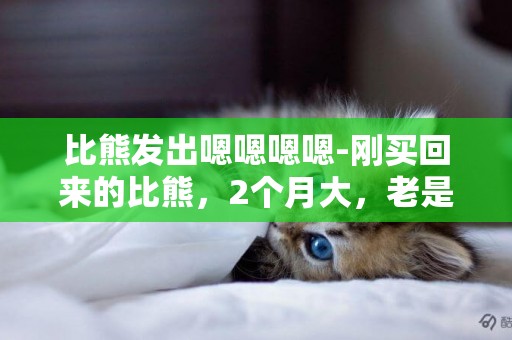 比熊發出嗯嗯嗯嗯-剛買回來的比熊，2個月大，老是嗯嗯的叫，老是睡覺，除了吃飯的時候沒精神，老是抓癢，