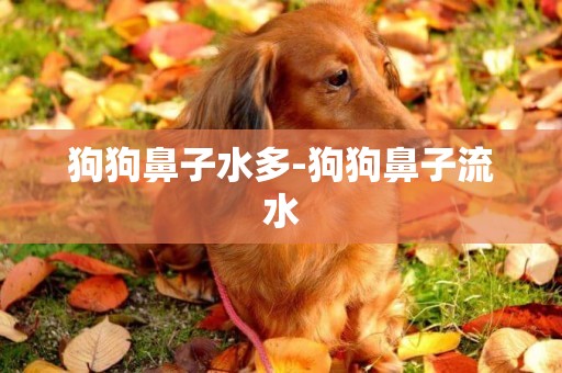 狗狗鼻子水多-狗狗鼻子流水