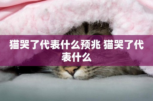 貓哭了代表什么預兆 貓哭了代表什么