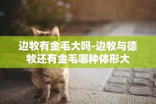 邊牧有金毛大嗎-邊牧與德牧還有金毛哪種體形大