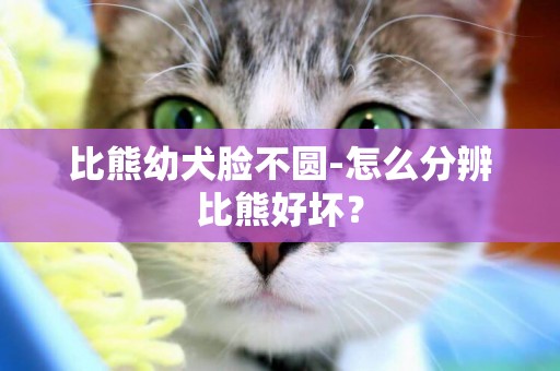 比熊幼犬臉不圓-怎么分辨比熊好壞？