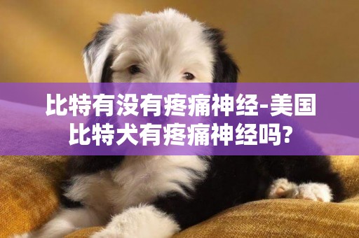 比特有沒有疼痛神經-美國比特犬有疼痛神經嗎?