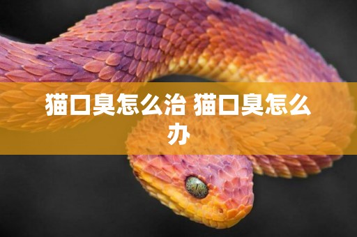 貓口臭怎么治 貓口臭怎么辦