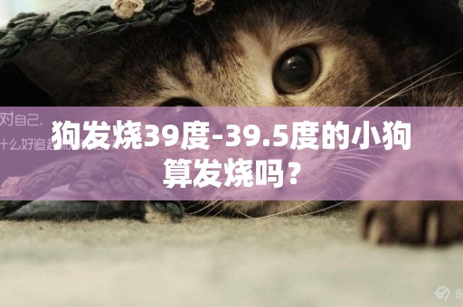 狗發燒39度-39.5度的小狗算發燒嗎？