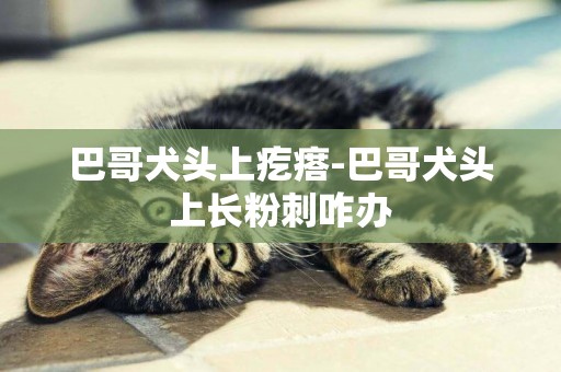 巴哥犬頭上疙瘩-巴哥犬頭上長粉刺咋辦