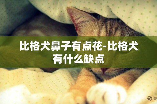 比格犬鼻子有點花-比格犬有什么缺點