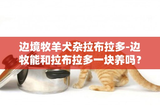 邊境牧羊犬雜拉布拉多-邊牧能和拉布拉多一塊養嗎？