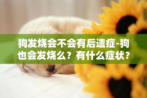 狗發燒會不會有后遺癥-狗也會發燒么？有什么癥狀？