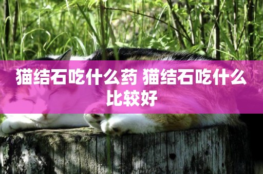 貓結石吃什么藥 貓結石吃什么比較好