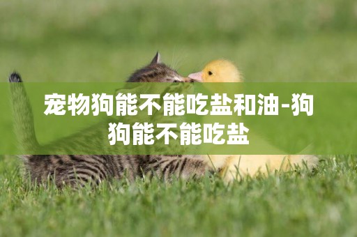 寵物狗能不能吃鹽和油-狗狗能不能吃鹽