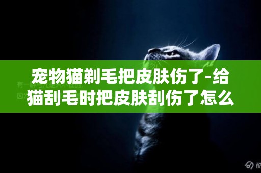 寵物貓剃毛把皮膚傷了-給貓刮毛時把皮膚刮傷了怎么辦