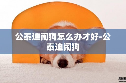 公泰迪鬧狗怎么辦才好-公泰迪鬧狗