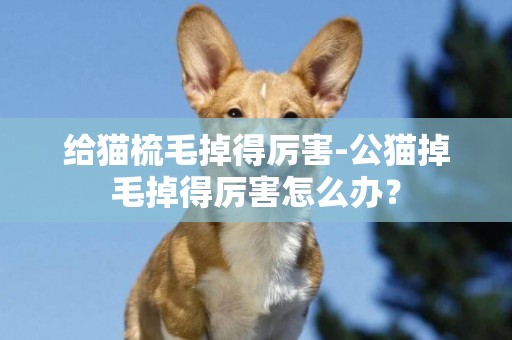 給貓梳毛掉得厲害-公貓掉毛掉得厲害怎么辦？