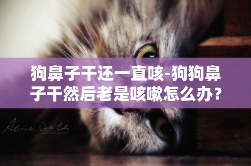 狗鼻子干還一直咳-狗狗鼻子干然后老是咳嗽怎么辦？