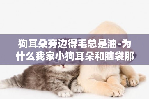 狗耳朵旁邊得毛總是油-為什么我家小狗耳朵和腦袋那總是出油