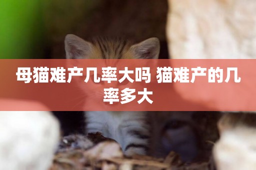 母貓難產幾率大嗎 貓難產的幾率多大