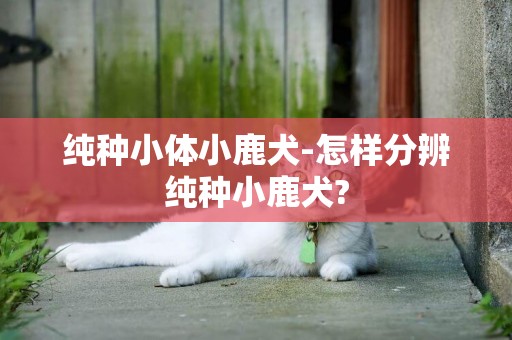 純種小體小鹿犬-怎樣分辨純種小鹿犬?