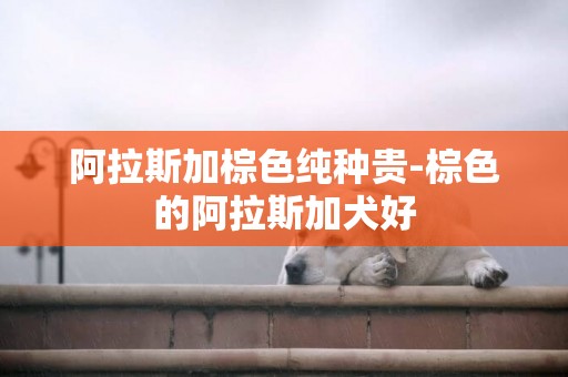 阿拉斯加棕色純種貴-棕色的阿拉斯加犬好