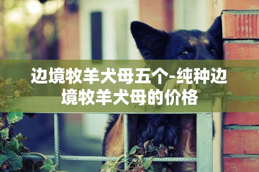 邊境牧羊犬母五個-純種邊境牧羊犬母的價格