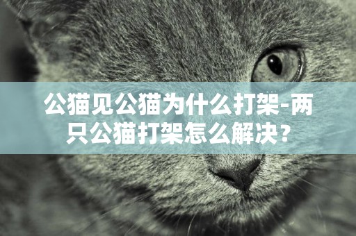 公貓見公貓為什么打架-兩只公貓打架怎么解決？