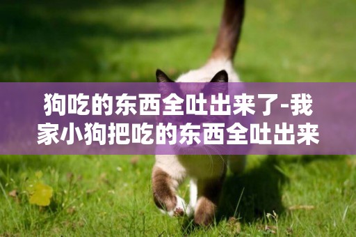 狗吃的東西全吐出來了-我家小狗把吃的東西全吐出來了怎么回事？