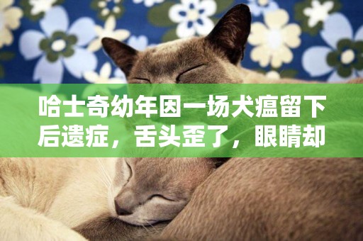 哈士奇幼年因一場犬瘟留下后遺癥，舌頭歪了，眼睛卻如帶了美瞳 