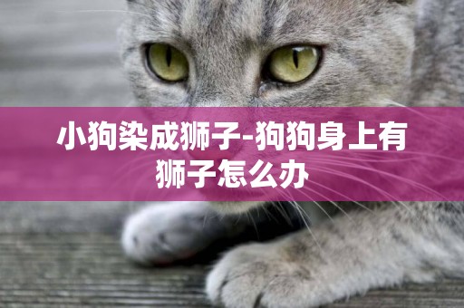小狗染成獅子-狗狗身上有獅子怎么辦