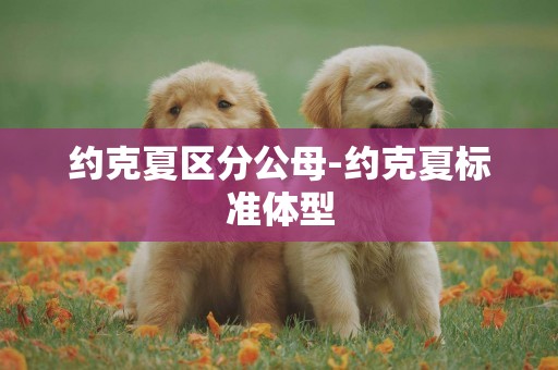 約克夏區分公母-約克夏標準體型
