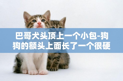 巴哥犬頭頂上一個小包-狗狗的額頭上面長了一個很硬的小包