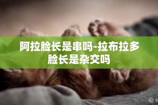 阿拉臉長是串嗎-拉布拉多臉長是雜交嗎