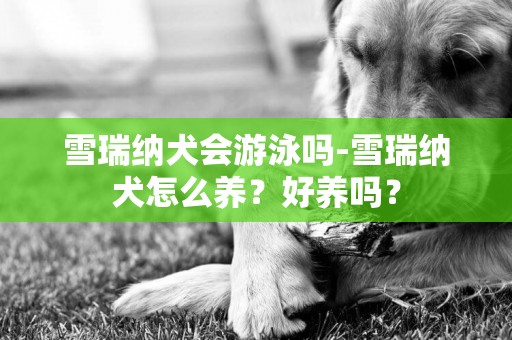 雪瑞納犬會游泳嗎-雪瑞納犬怎么養？好養嗎？