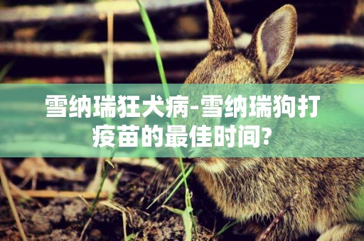 雪納瑞狂犬病-雪納瑞狗打疫苗的最佳時間?
