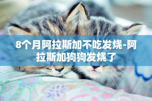 8個月阿拉斯加不吃發燒-阿拉斯加狗狗發燒了