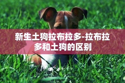 新生土狗拉布拉多-拉布拉多和土狗的區別