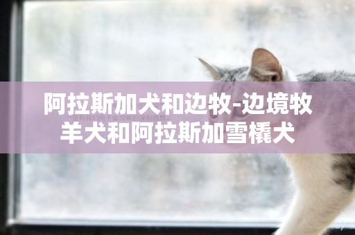 阿拉斯加犬和邊牧-邊境牧羊犬和阿拉斯加雪橇犬