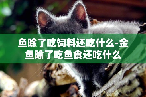 魚除了吃飼料還吃什么-金魚除了吃魚食還吃什么