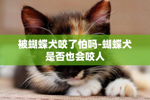 被蝴蝶犬咬了怕嗎-蝴蝶犬是否也會咬人