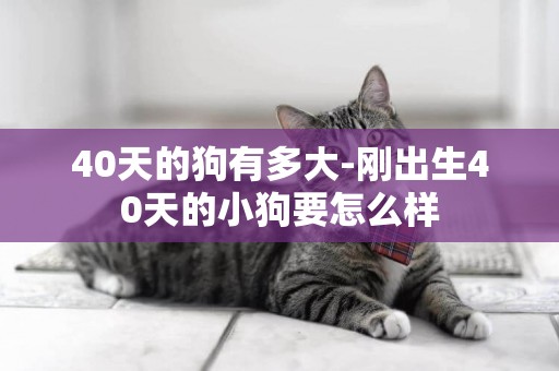 40天的狗有多大-剛出生40天的小狗要怎么樣