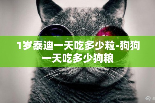 1歲泰迪一天吃多少粒-狗狗一天吃多少狗糧