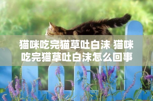貓咪吃完貓草吐白沫 貓咪吃完貓草吐白沫怎么回事
