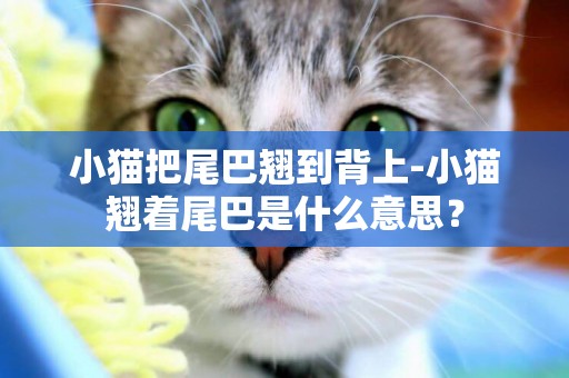小貓把尾巴翹到背上-小貓翹著尾巴是什么意思？