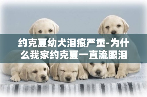 約克夏幼犬淚痕嚴重-為什么我家約克夏一直流眼淚
