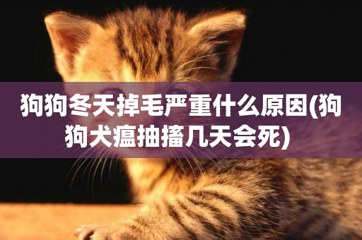 狗狗冬天掉毛嚴重什么原因(狗狗犬瘟抽搐幾天會死) 