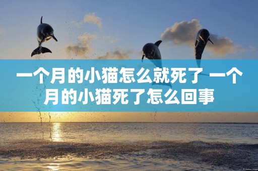 一個月的小貓怎么就死了 一個月的小貓死了怎么回事