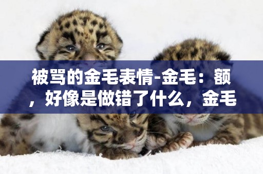 被罵的金毛表情-金毛：額，好像是做錯了什么，金毛還一臉無辜的表情